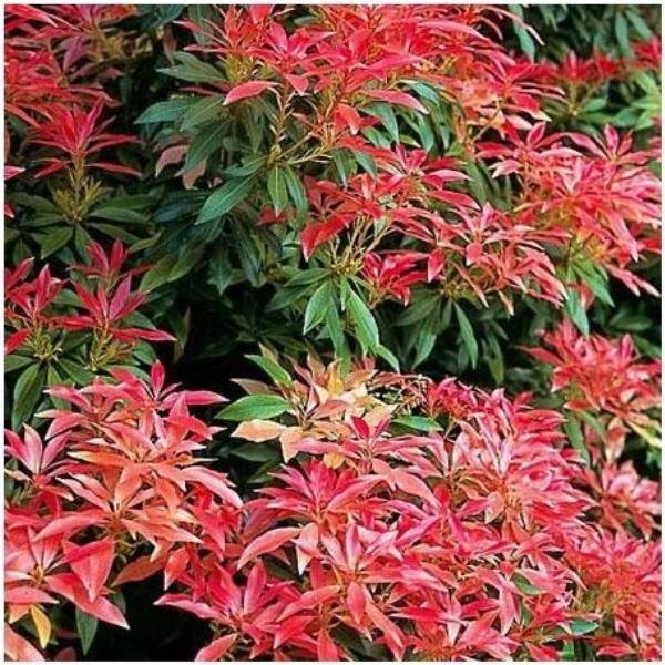 Pieris 'Forest Flame' - Image 2