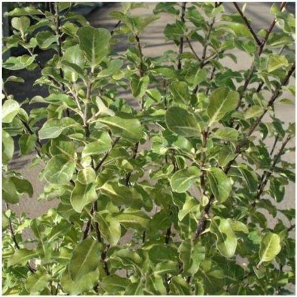 Pittosporum tenuifolium 'Green elf'