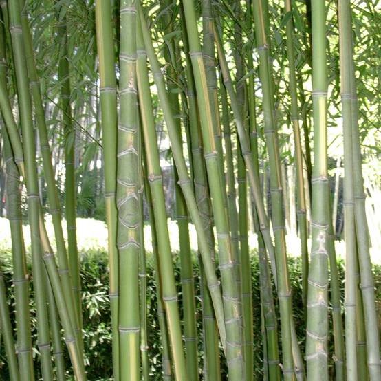 Bambou moyen : Phyllostachys aurea 'Flavescens inversa'