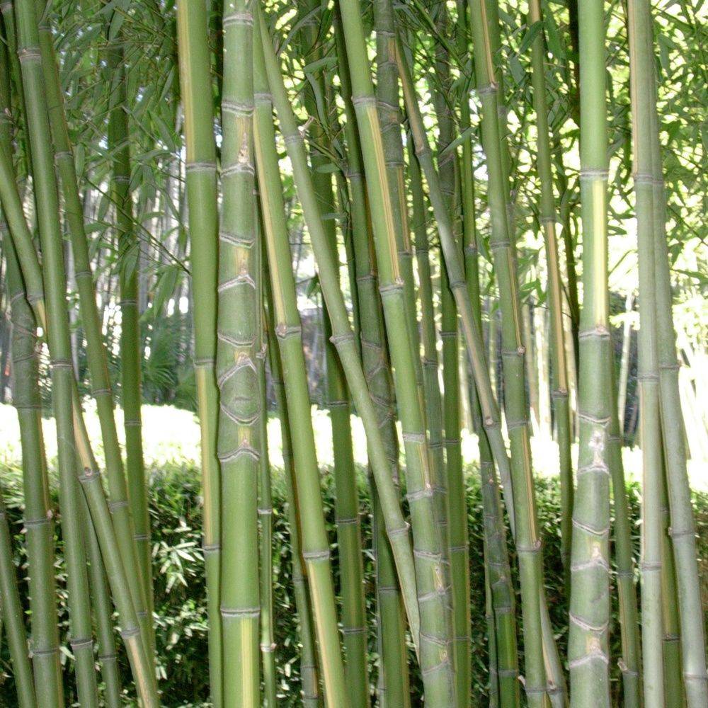 Bambou moyen : Phyllostachys aurea 'Flavescens inversa'