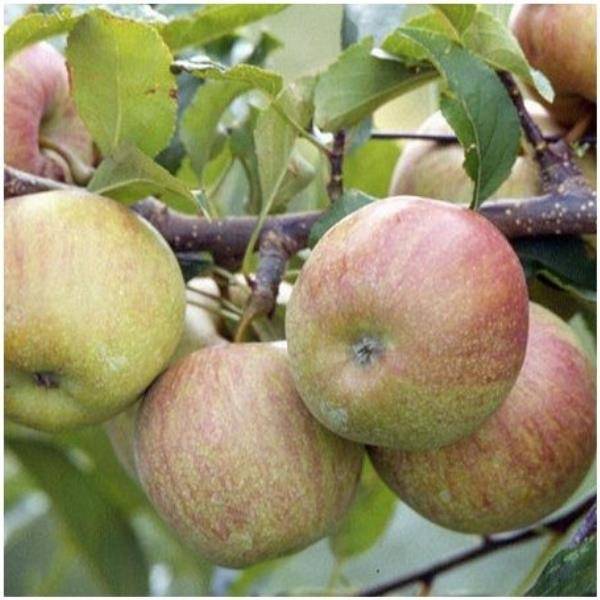 Pommier 'Fuji' : taille en gobelet