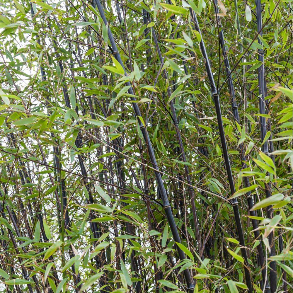 Bambou moyen : Phyllostachys nigra - Image 4