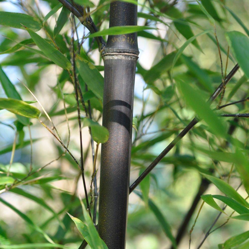 Bambou moyen : Phyllostachys nigra - Image 1