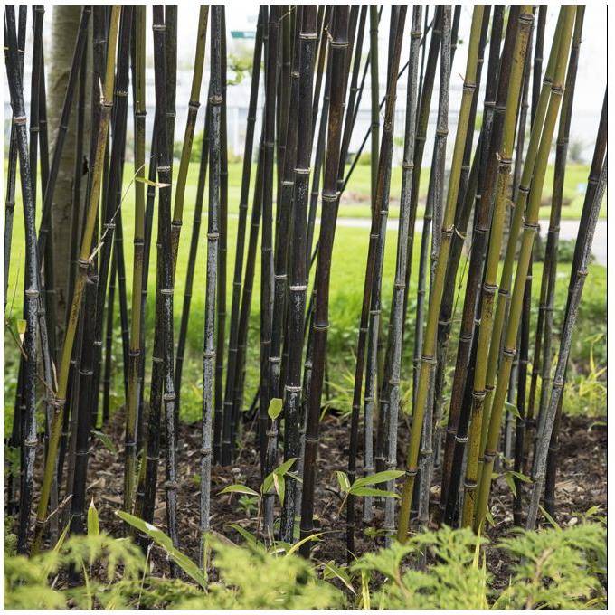 Bambou moyen : Phyllostachys nigra - Image 6
