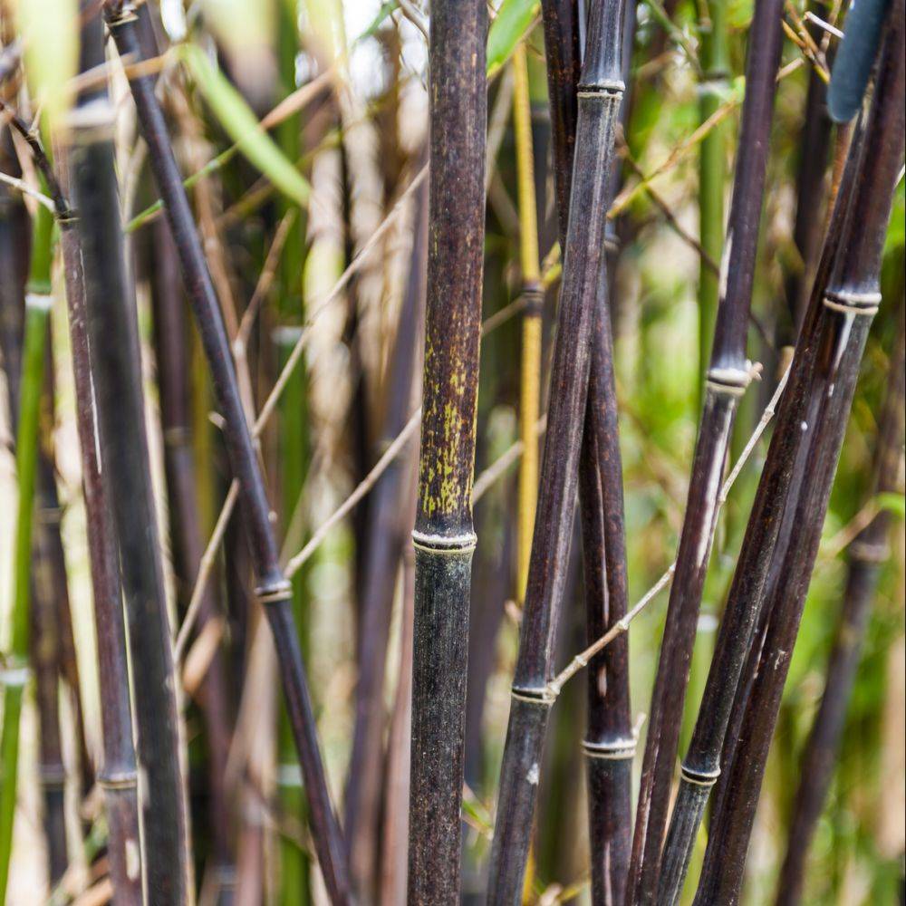 Bambou moyen : Phyllostachys nigra - Image 2