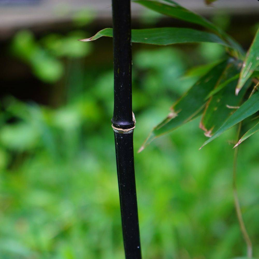 Bambou moyen : Phyllostachys nigra - Image 5