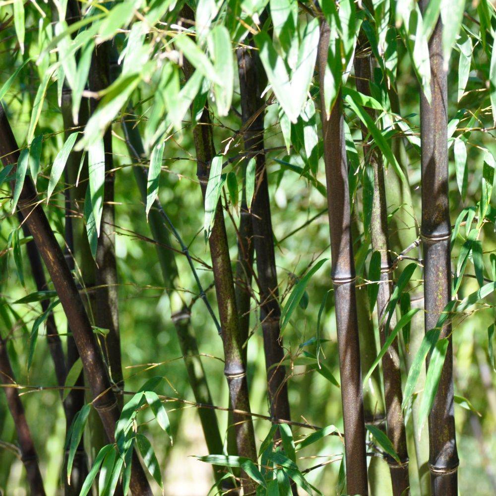Bambou moyen : Phyllostachys nigra - Image 8