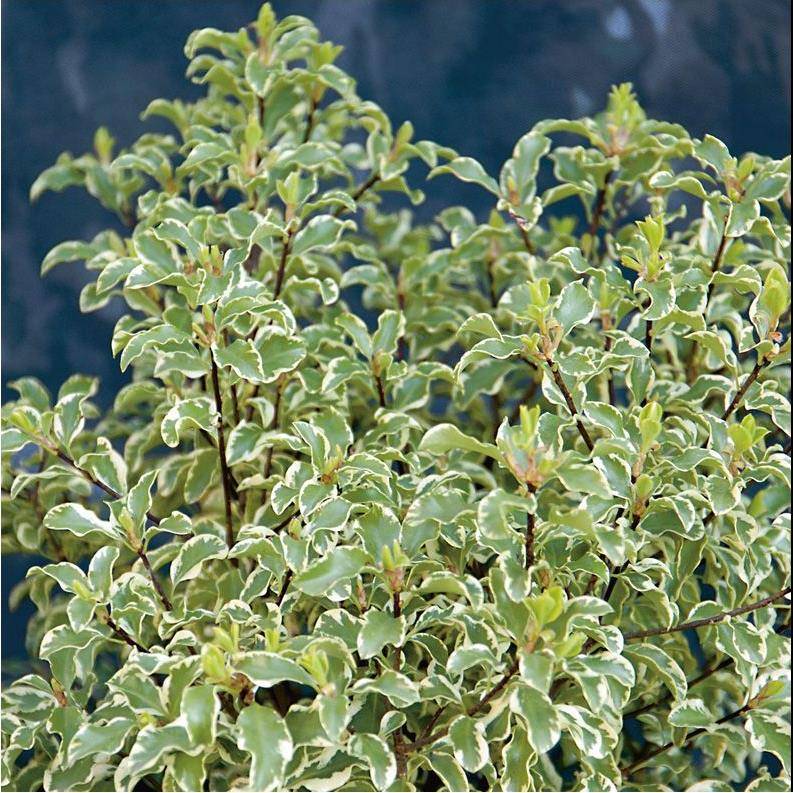 Pittosporum tenuifolium 'Variegatum' - Image 1