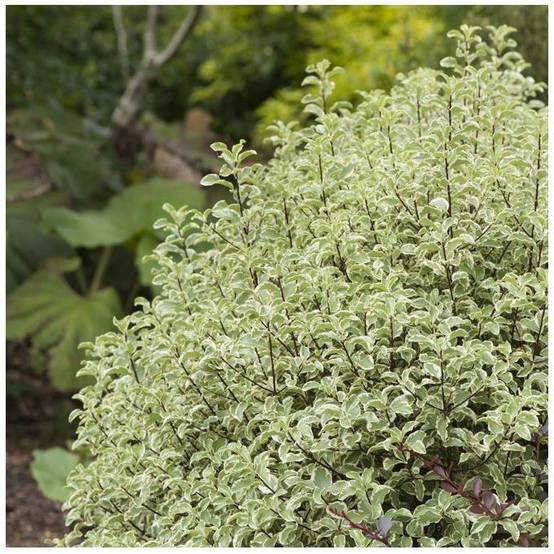 Pittosporum tenuifolium 'Variegatum' - Image 2