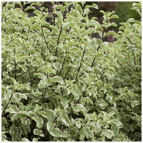Pittosporum tenuifolium 'Variegatum' - Image 3