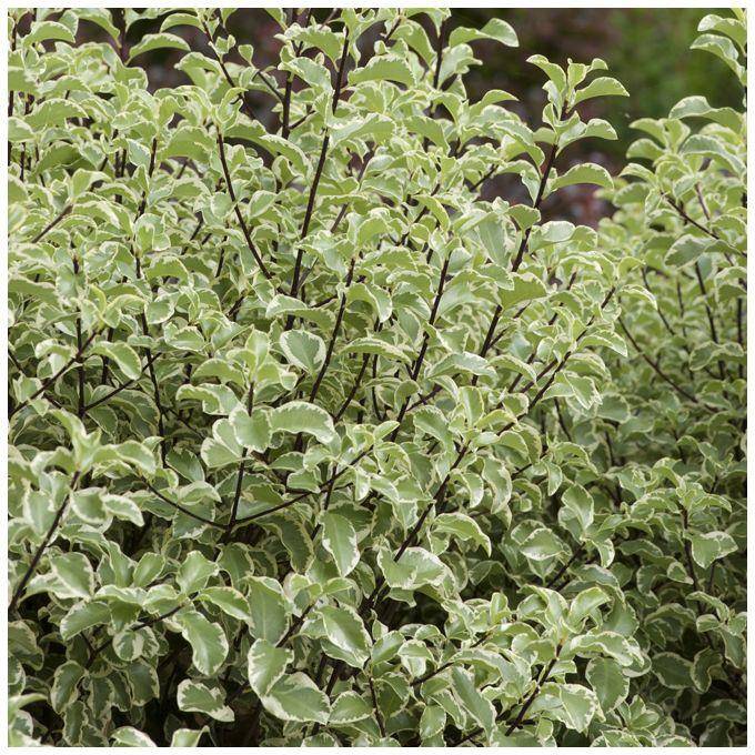 Pittosporum tenuifolium 'Variegatum' - Image 3
