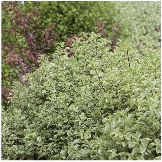 Pittosporum tenuifolium 'Variegatum' - Image 4