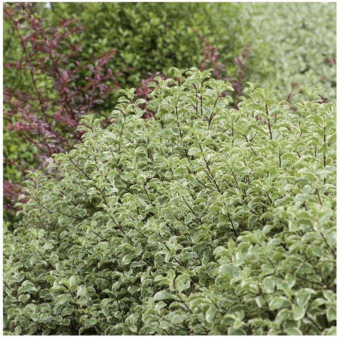 Pittosporum tenuifolium 'Variegatum' - Image 4