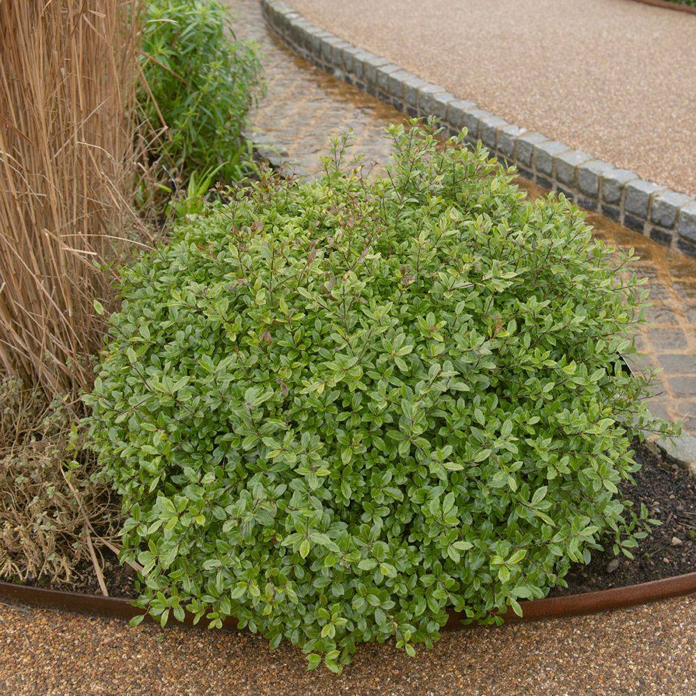 Pittosporum Midget - boule de 30cm