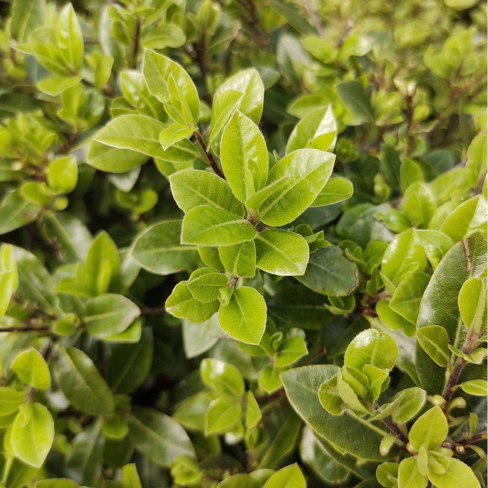 Pittosporum Midget - boule de 30cm - Image 2