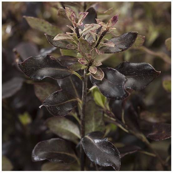 Pittosporum à petites feuilles 'Tom thumb' - Image 2