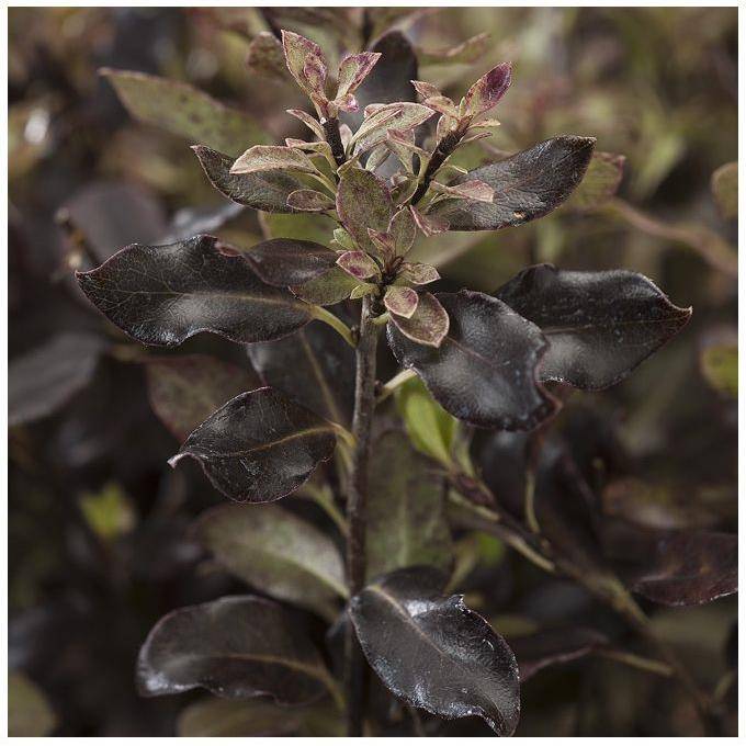 Pittosporum à petites feuilles 'Tom thumb' - Image 2