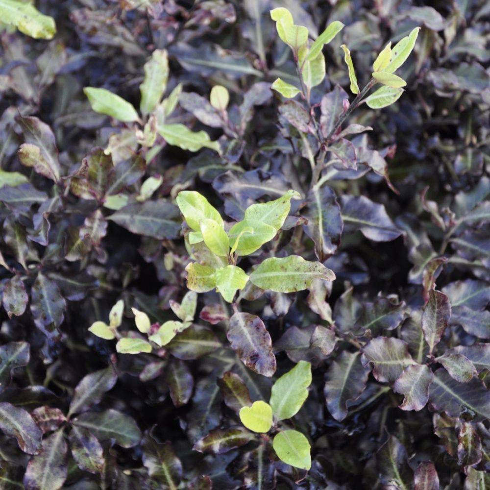 Pittosporum à petites feuilles 'Tom thumb' - Image 3