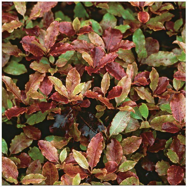 Pittosporum à petites feuilles 'Tom thumb' - Image 5
