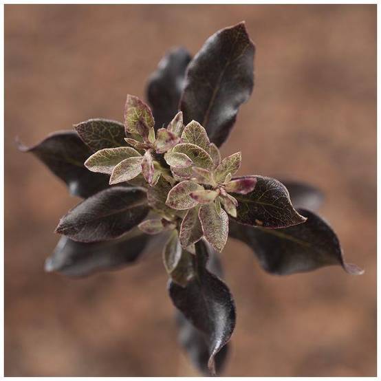 Pittosporum à petites feuilles 'Tom thumb' - Image 1