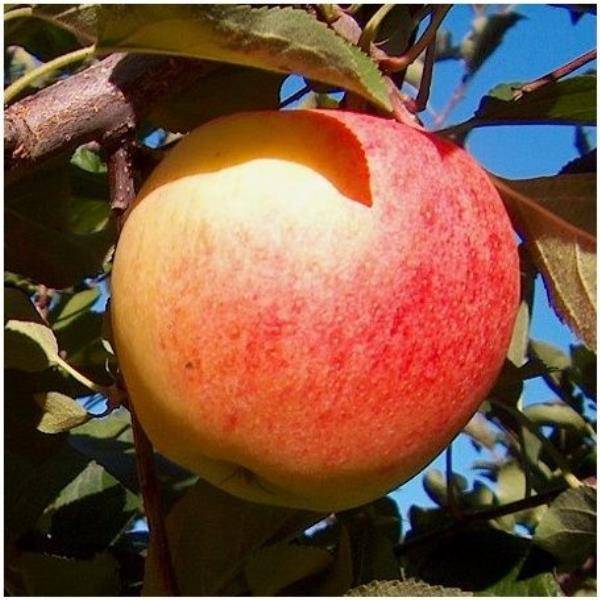 Pommier 'Mondial Gala®' : taille en demi-tige, en pot de 12L - Image 1