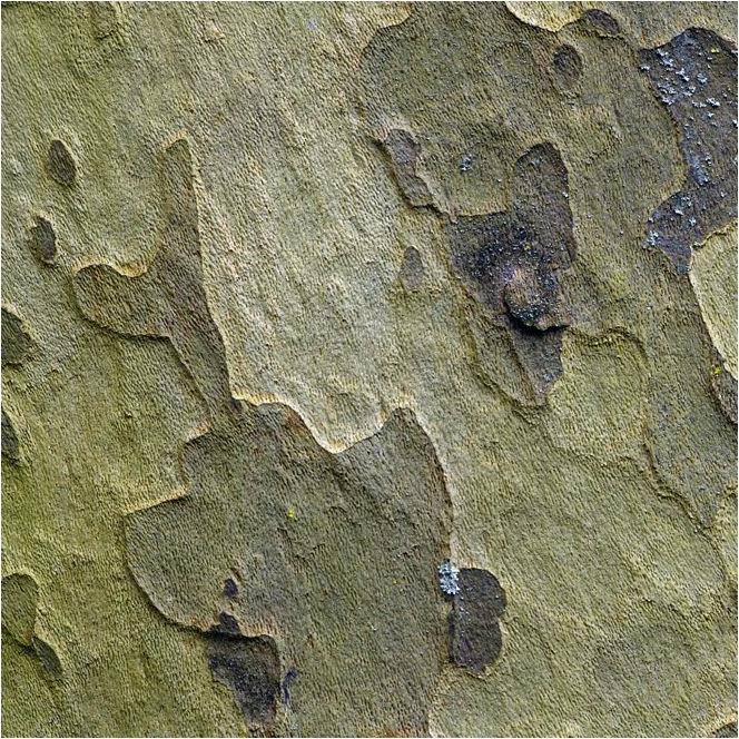 Platane à feuilles d'érable - Image 1