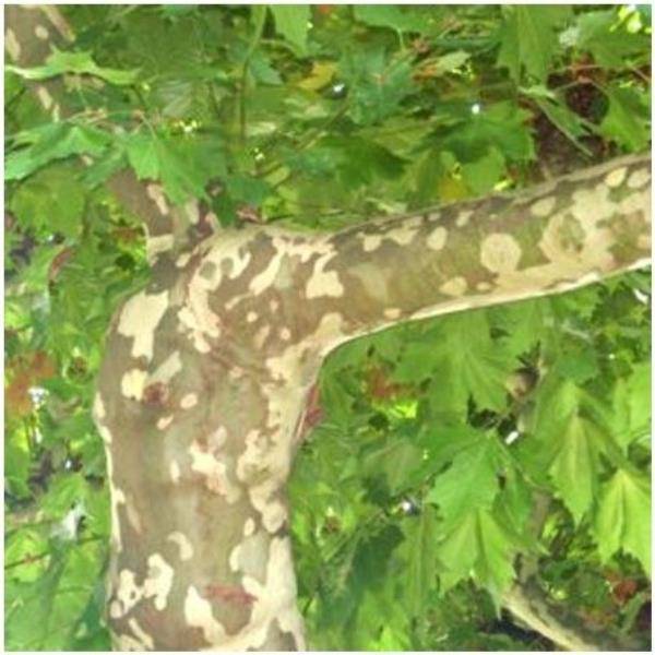 Platane à feuilles d'érable - Image 2