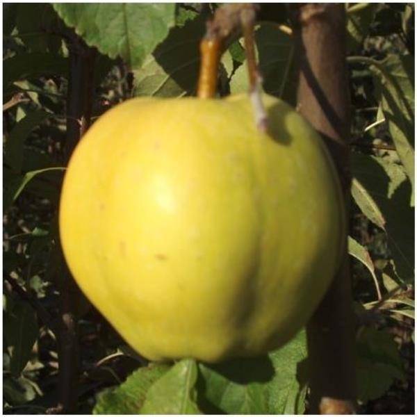 Pommier 'Belle Fleur Jaune' : taille en gobelet en pot