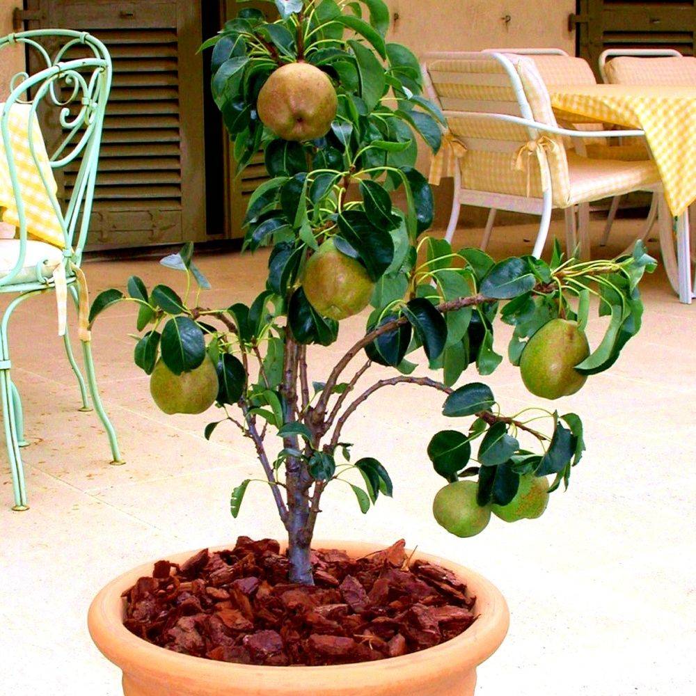 Poirier nain 'Garden Gem®' - Image 2
