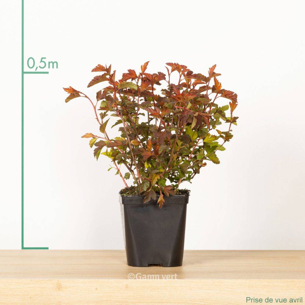 Physocarpus 'Diable d'or' - Image 2