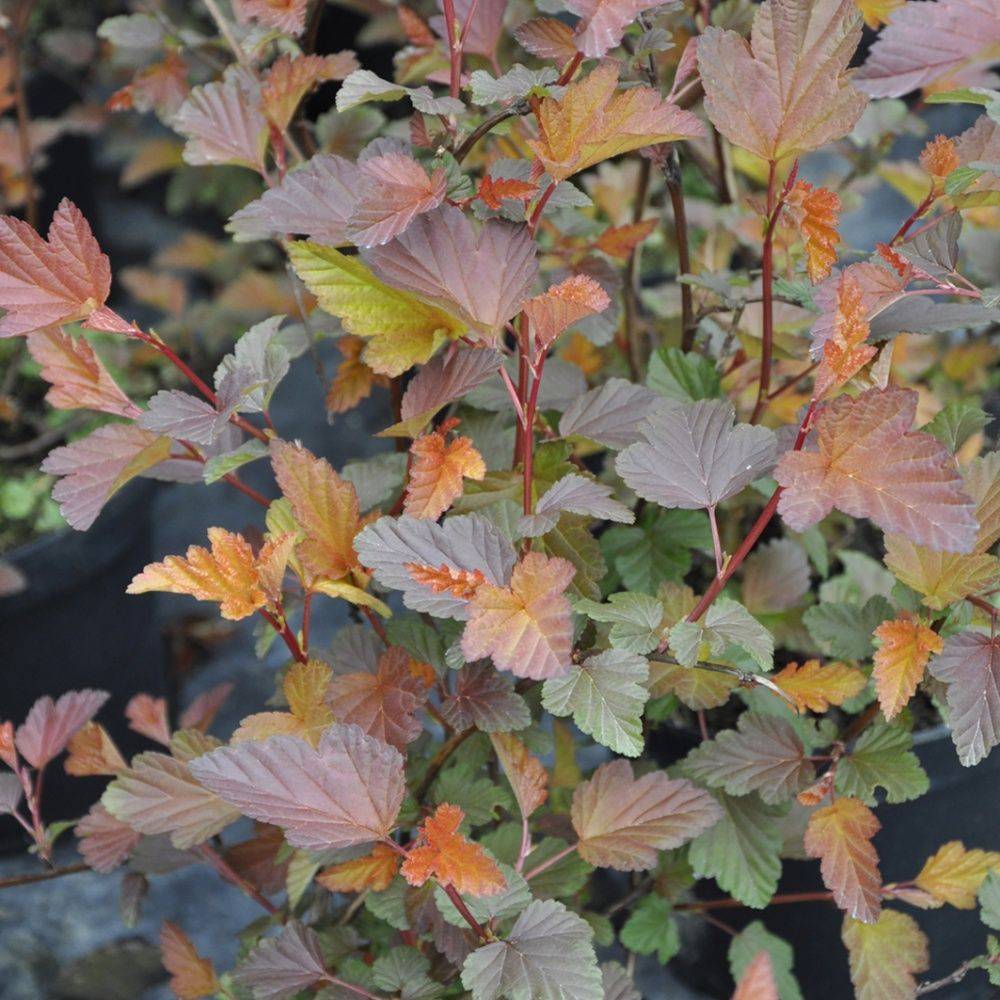 Physocarpus 'Diable d'or'