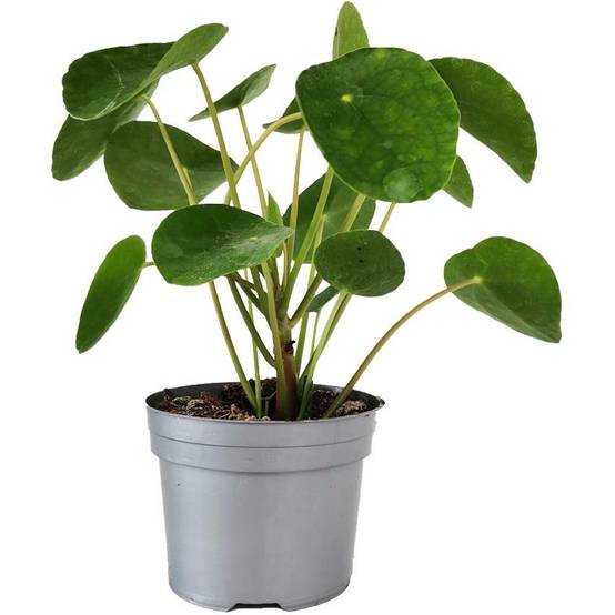 Pilea peperomioides - Pilea - Image 2