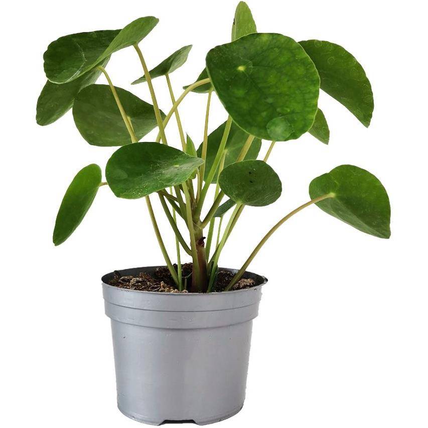 Pilea
