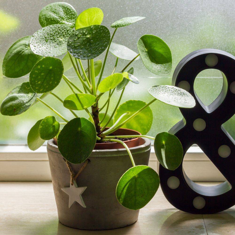 Pilea peperomioides - Pilea - Image 5