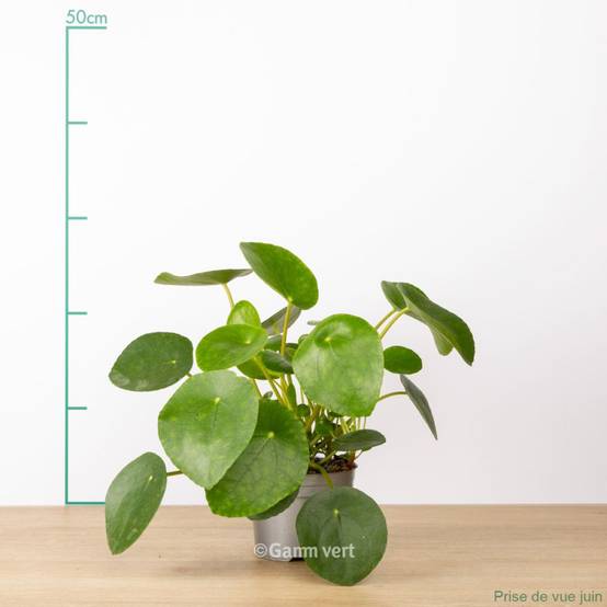 Pilea peperomioides - Pilea - Image 1