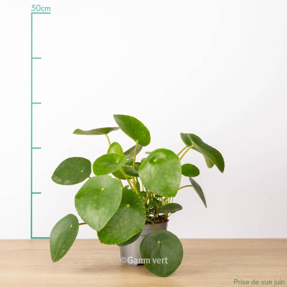 Pilea peperomioides - Pilea - Image 1