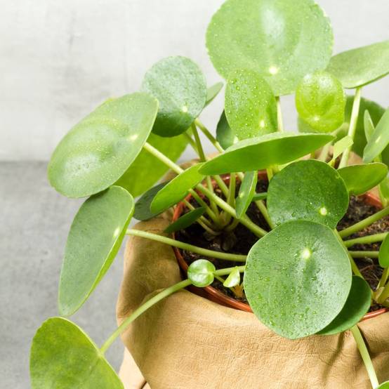 Pilea peperomioides - Pilea - Image 4