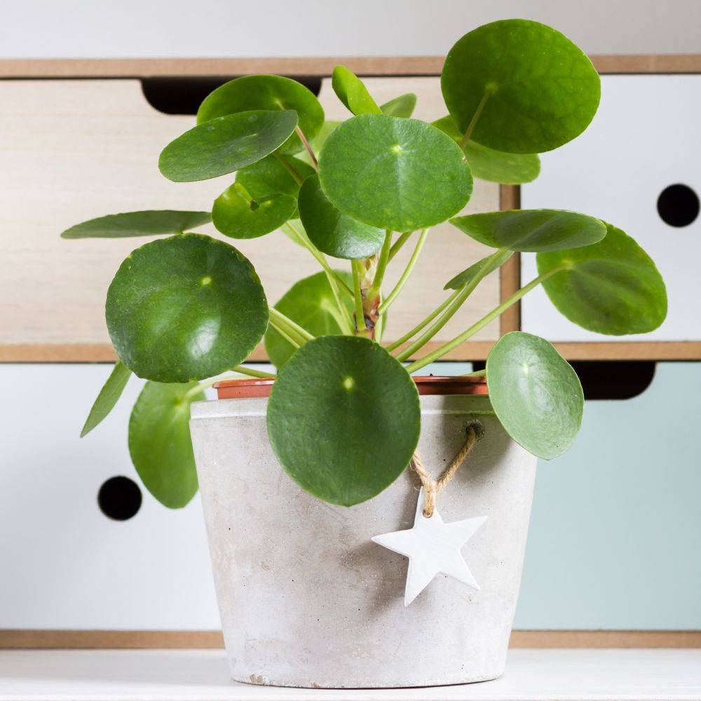 Pilea peperomioides - Pilea - Image 3