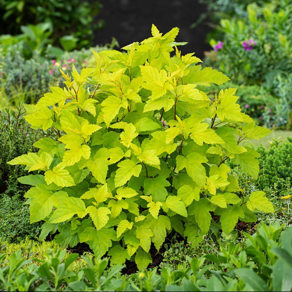 Physocarpus 'Darts gold' - Image 2