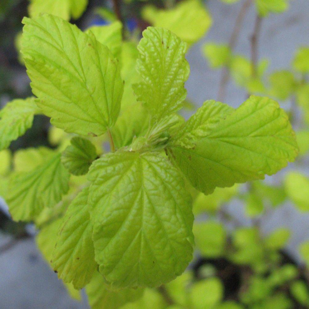 Physocarpus 'Darts gold'