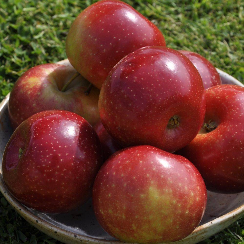 Pommier 'Ariane®'