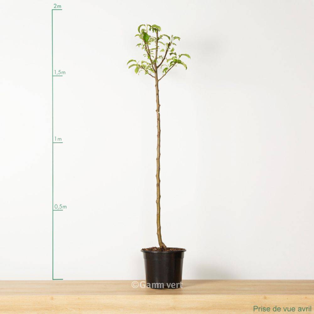 Pommier 'Golden Delicious' : taille en demi-tige, en pot de 12L - Image 3