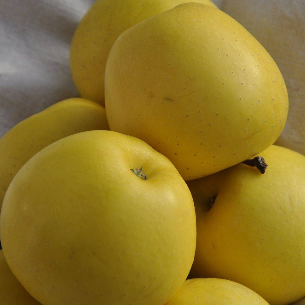 Pommier 'Golden Delicious' : taille en demi-tige, en pot de 12L - Image 1