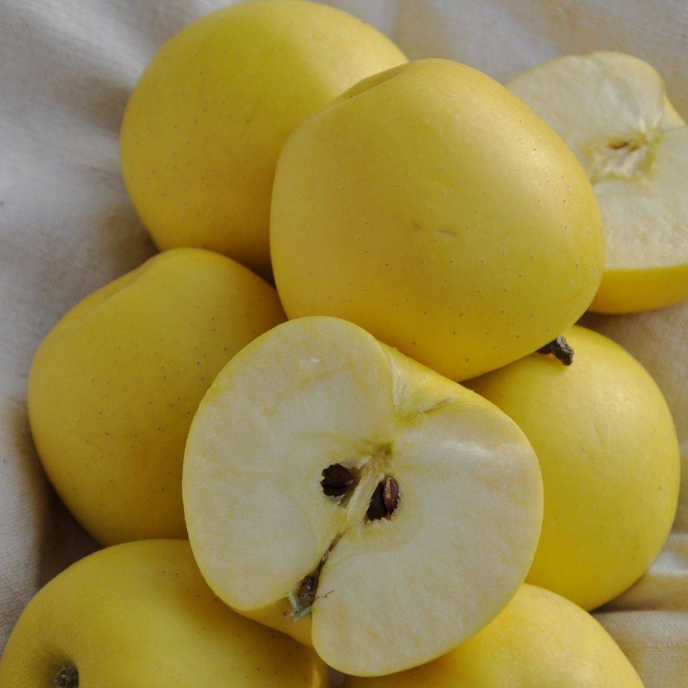 Pommier 'Golden Delicious' : taille en demi-tige, en pot de 12L - Image 2