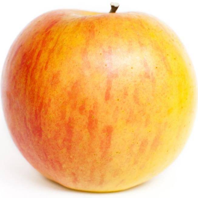 Pommier Cox Orange : taille en gobelet - Image 6