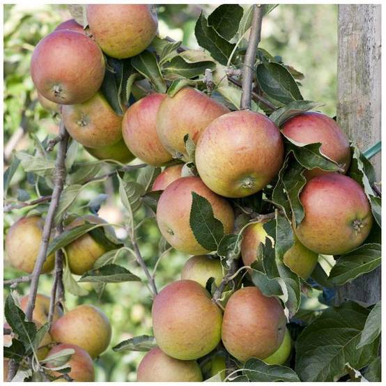 Pommier Cox Orange : taille en gobelet - Image 8