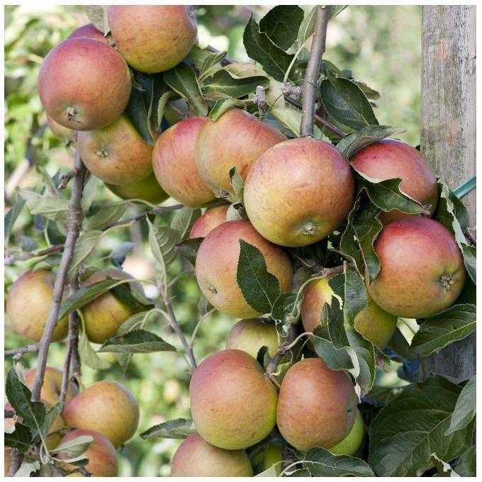 Pommier Cox Orange : taille en gobelet - Image 8
