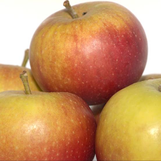 Pommier Cox Orange : taille en gobelet - Image 9