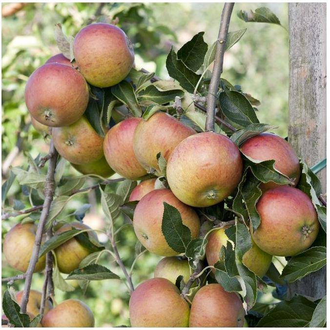 Pommier 'Cox Orange' : taille en palmette double U - Image 3