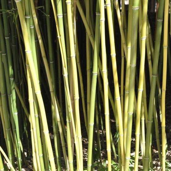 Bambou moyen : Phyllostachys humilis - Image 1